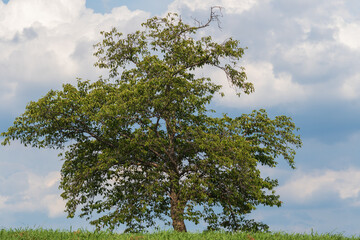 青空と一本の樹木