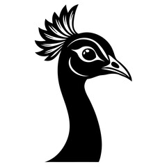 peacock feather isolated on white