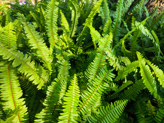 The beautiful green leaf of Boston Fern.