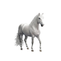 Obraz premium White Horse on a Transparent Background
