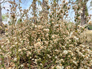 The beautiful close up of hairy horseweed.