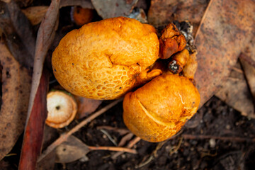 Hongos tandil Buenos AIres