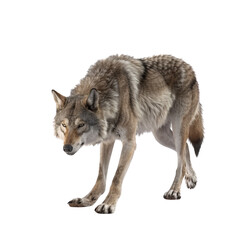 Fototapeta premium Majestic Wolf Portrait