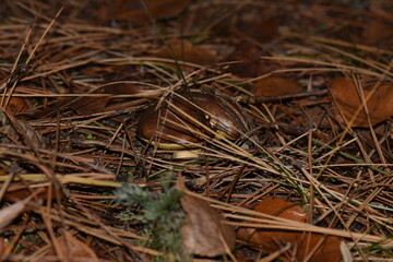 Boletus edulis mushroom in autumn pine forest. Close-up of a brown mushroom family