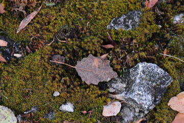 Fallen leaves on the mossy ground in the forest, close-up