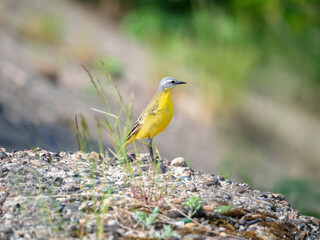 Male of Western yellow wagtail perching on a ground. The smallest representative in the wagtail family. Bird watching. Ornithology. Close-up