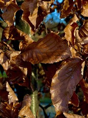 Dry Autumn Leaves on a Tree Branch – Close-Up Texture with Natural Background, selective focus, copy space