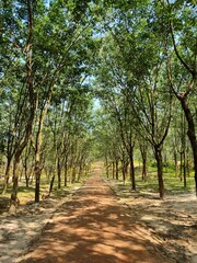 Rubber Garden with Lush Green Trees with center street