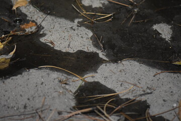 Puddles on the sandy ground in the autumn season in pine forest close-up
