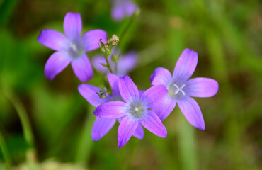 a close up of a purple bluebell flower with a small star shaped flower