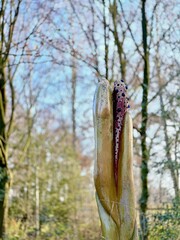An Exotic Tropical Plant, Dracunculus Vulgaris (Arum italicum), with Bright Red-Purple...