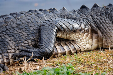 Fototapeta premium The Amazing Skin of an American Alligator