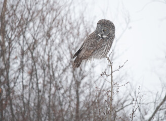 Great grey owl perched
