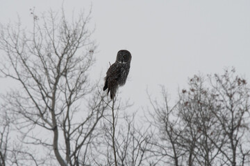 Great grey owl perched
