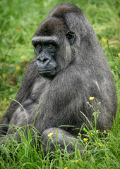 A close up of a Western Lowland Gorilla