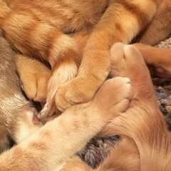 Orange cat feet and tails intertwined