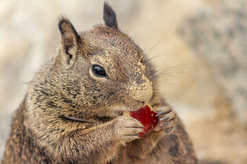 Wild Squirrel eating an Apple in California