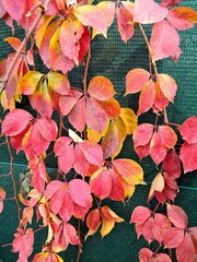 autumn leaves background