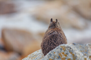 Scenic Wildlife: Ground Squirrel in Coastal California