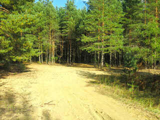Tall pines on a sandy beach in sunny weather in Lopatinsky quarries, Moscow region