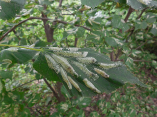 On the green leaf of the linden tree there is a clutch of the harmful insect linden moth (Phyllonorycter issikii).