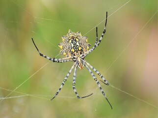Common Garden Orbweb Spider