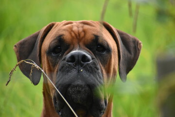 Inquisitive boxer peeking over a fence