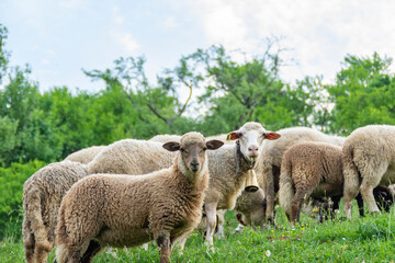 Obraz premium Two sheep with beautiful wool are looking to the camera while surrounded with herd in countryside landscape.
