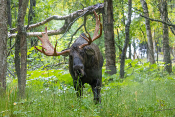 Alaska Yukon Bull Moose in Autumn in Alaska