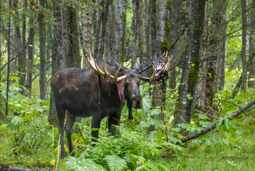 Alaska Yukon Bull Moose in Autumn in Alaska