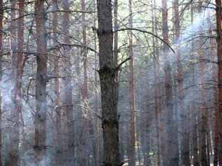 Obraz premium Pine forest in early autumn in Lopatinsky quarries, Moscow region