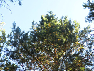 Pine forest in early autumn in Lopatinsky quarries, Moscow region