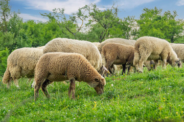 Sheep are grazing grass on a sunny day.