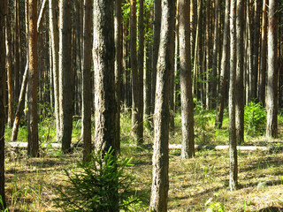 Obraz premium Pine forest in early autumn in Lopatinsky quarries, Moscow region