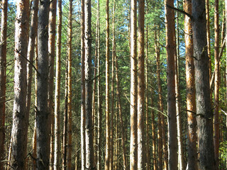 Fototapeta premium Pine forest in early autumn in Lopatinsky quarries, Moscow region
