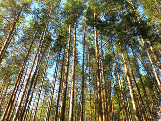 Pine forest in early autumn in Lopatinsky quarries, Moscow region