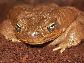 Facial closeup on a large bulky Blomberg's or Colombian giant toad, Rhaebo or Bufo blombergi