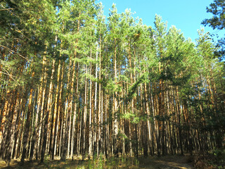 Fototapeta premium Pine forest in early autumn in Lopatinsky quarries, Moscow region