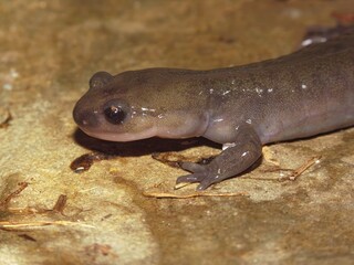 Closeup on the chocolate brown Japanese endemic Hokkaido salamander, Hynobius retardatus