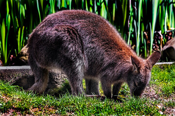 Bennett`s wallaby grazing on the lawn. Latin name - Macropus rufogriseus  © Mikhail Blajenov
