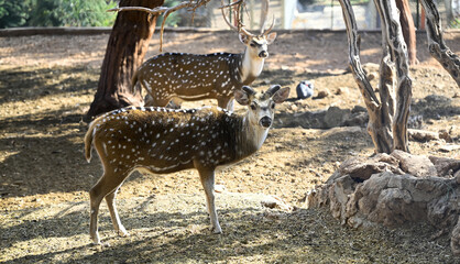 deer, wildlife, animals, zoo, wild animals living in the forest