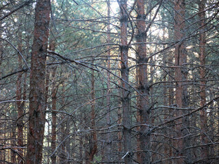 Pine forest in early autumn in Lopatinsky quarries, Moscow region