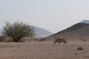 Oryxantilope in freier Wildbahn in Namibia