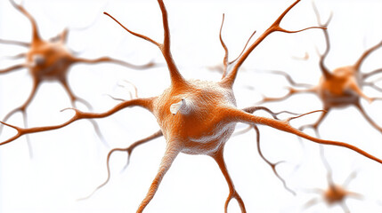 Fototapeta premium Infographic illustrating brain shrinkage over time, emphasizing the importance of mental exercise and cognitive health in maintaining brain vitality