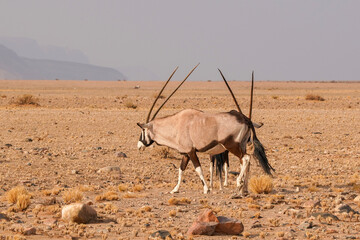 Oryxantilope in freier Wildbahn in Namibia