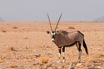 Oryxantilope in freier Wildbahn in Namibia
