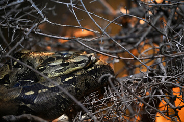 snake, bull snake, wildlife, animals, zoo, wild animals living in the forest
