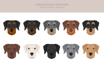 Doodleman Pinscher clipart. Doberman Pinscher Poodle mix. Different coat colors set.  Vector illustration