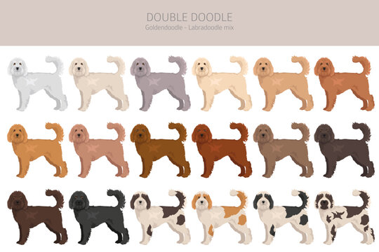 Double Doodle clipart. Labradoodle - Goldendoodle mix. Different coat colors set.  Vector illustration