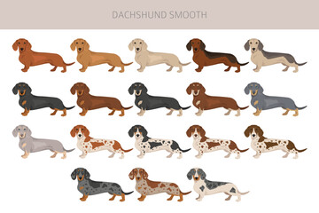 Fototapeta premium Dachshund short haired dog clipart. Different coat colors set. Vector illustration